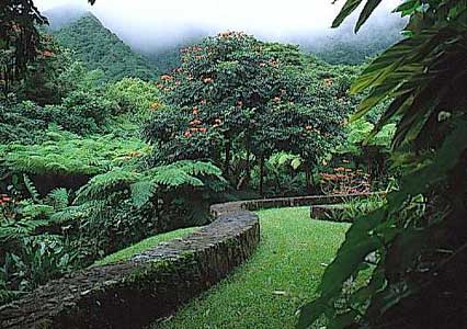 View of the rain forest