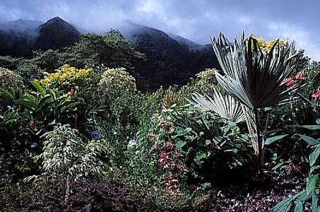 View of the tropical colour garden