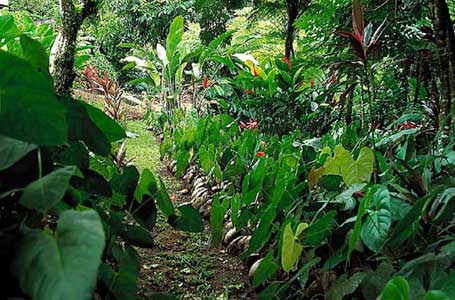 Red Anthuriums