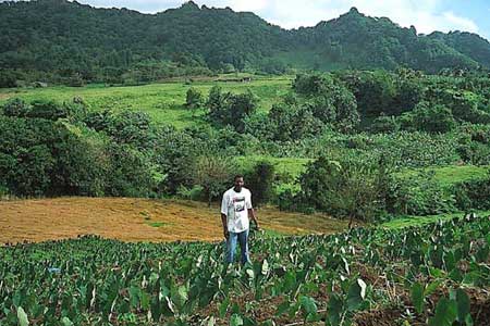Field of Tropical Spinach