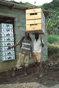 Banana producers