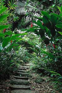 Path bordered by red ginger
