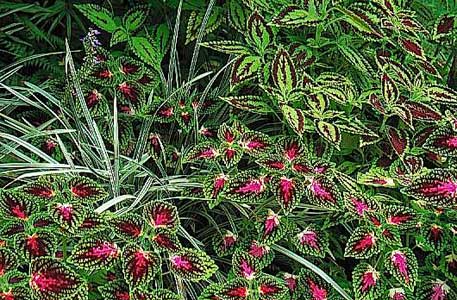 Coleus plants