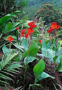 Red Canna Lilies