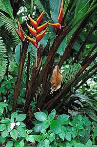 Orange yellow Heliconia's