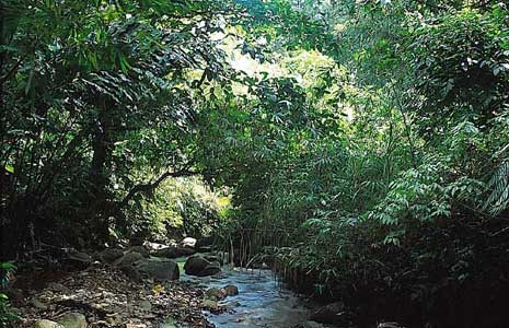 River in the rain forest